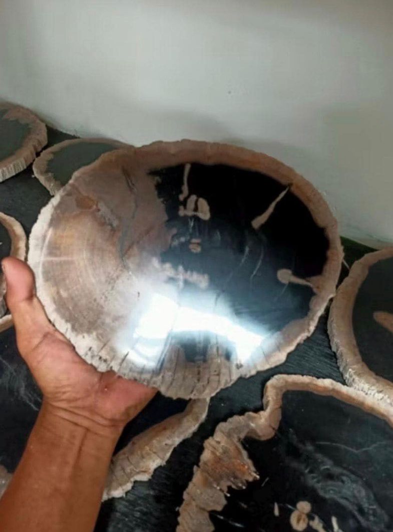 Polished Petrified Wood Slab | Natural Fossil Wood Slice | Rustic Fossilized Wood Decor | Organic Modern Home Accent | One of a Kind