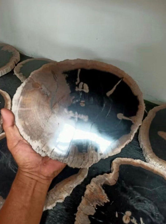 Polished Petrified Wood Slab | Natural Fossil Wood Slice | Rustic Fossilized Wood Decor | Organic Modern Home Accent | One of a Kind