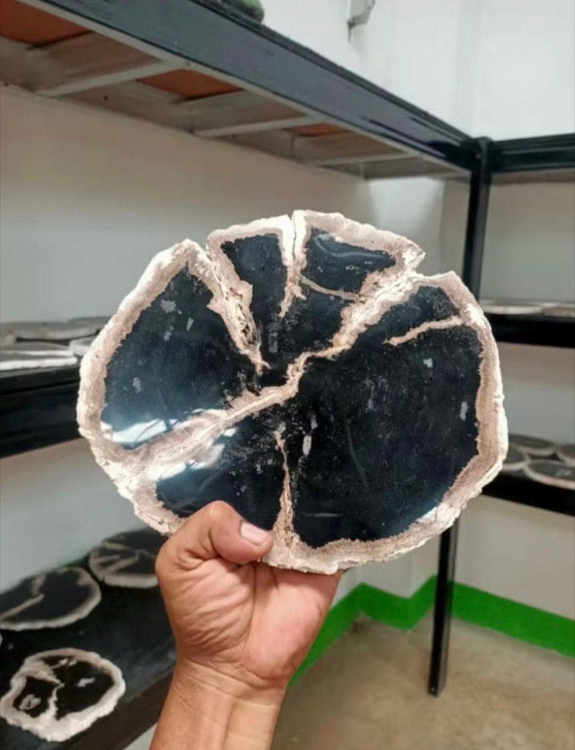 Polished Petrified Wood Slab | Natural Fossil Wood Slice | Rustic Fossilized Wood Decor | Organic Modern Home Accent | One of a Kind