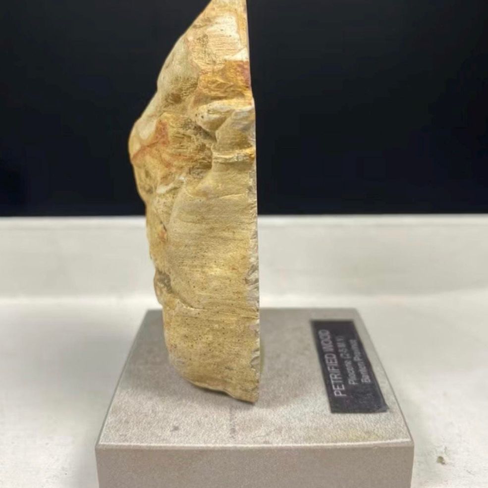 Petrified Wood Fossil on Stand – Natural Mineral Specimen, Stone Art, Unique Organic Decor, Ancient Wood Rock, Modern Home Display