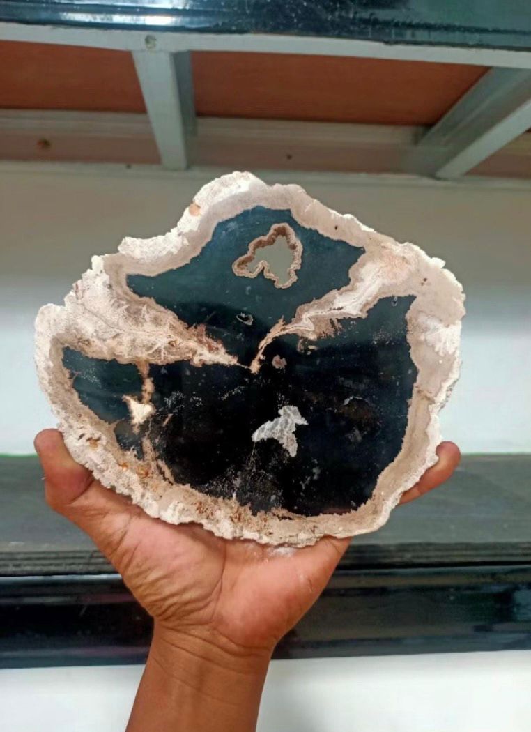 Polished Petrified Wood Slab | Natural Fossil Wood Slice | Rustic Fossilized Wood Decor | Organic Modern Home Accent | One of a Kind